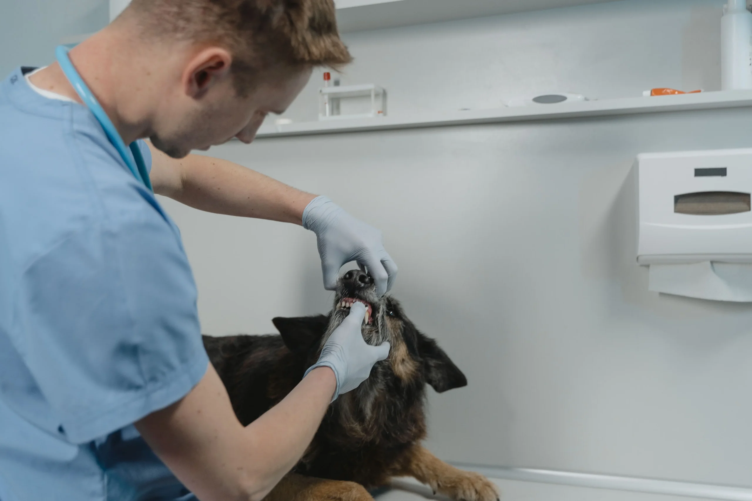 Comprehensive professional dog teeth cleaning cost index and veterinary canine dental cleaning tracking chart.