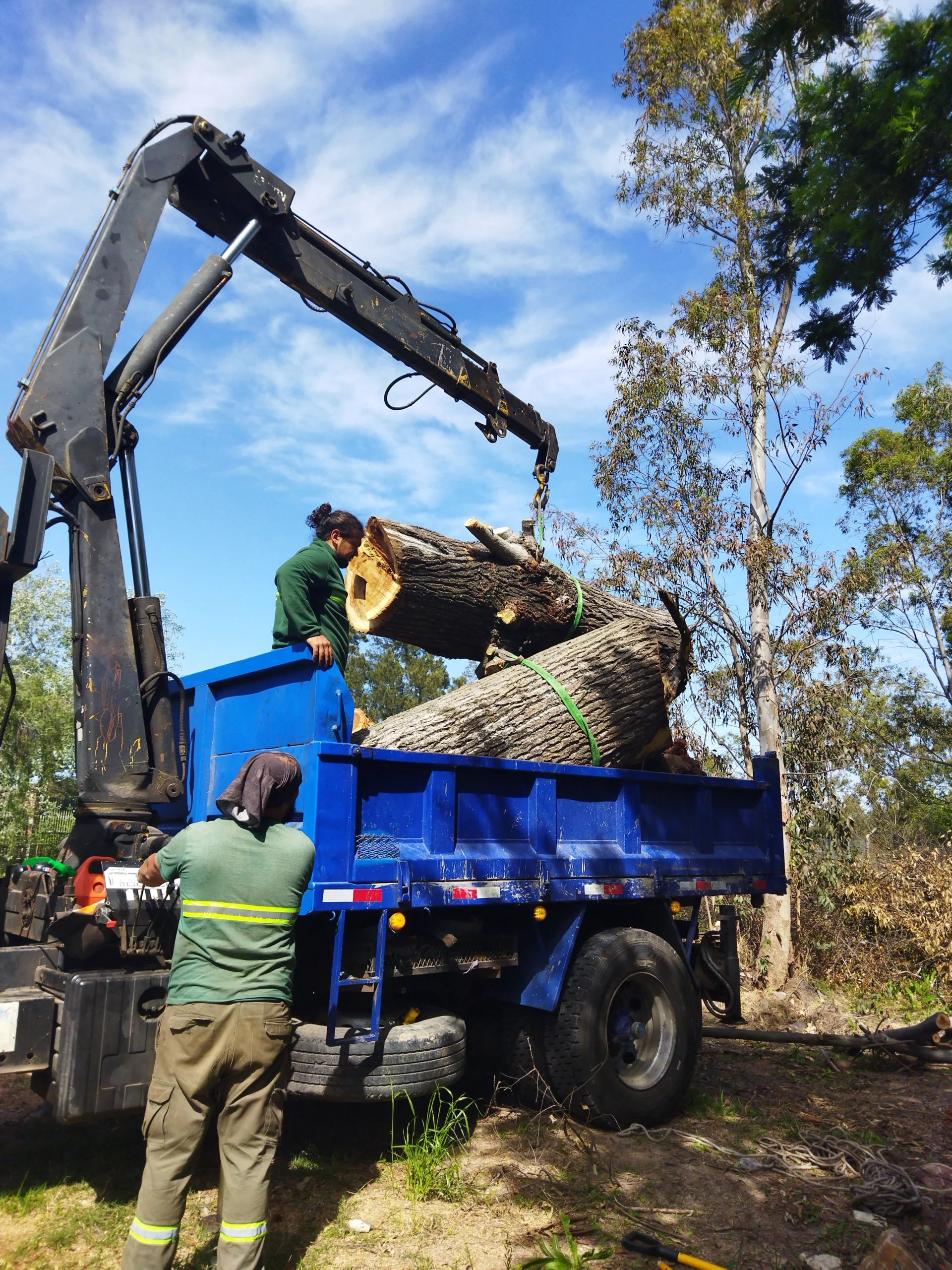 Professional arborist performing tree removal in Sydney and tree removal in Melbourne near residential powerlines and structures, demonstrating standard tree removal cost drivers.